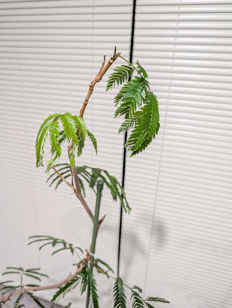エバーフレッシュ 大型 観葉植物 室内 曲げ木
