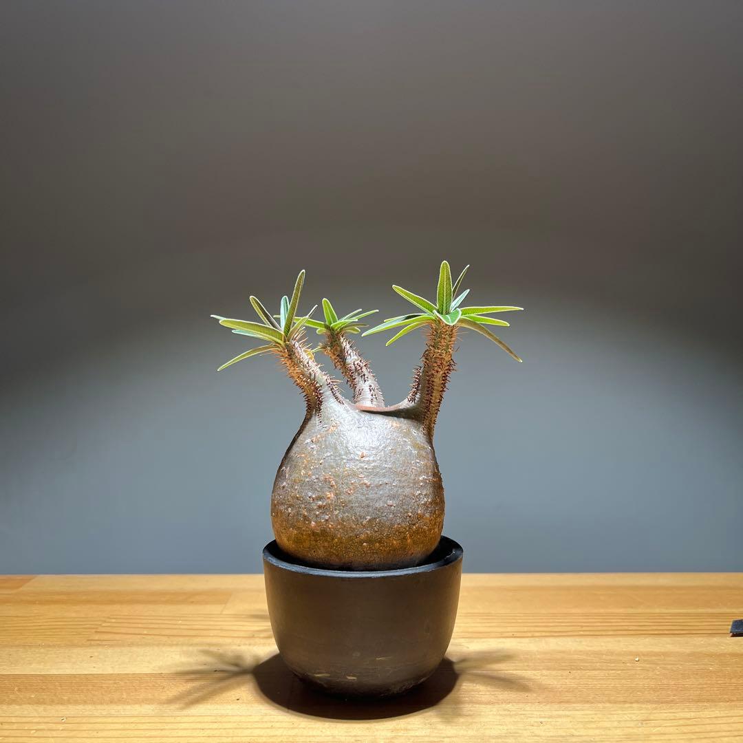 パキポディウムグラキリス 現地球 現品鉢ごと発送メルカリ便