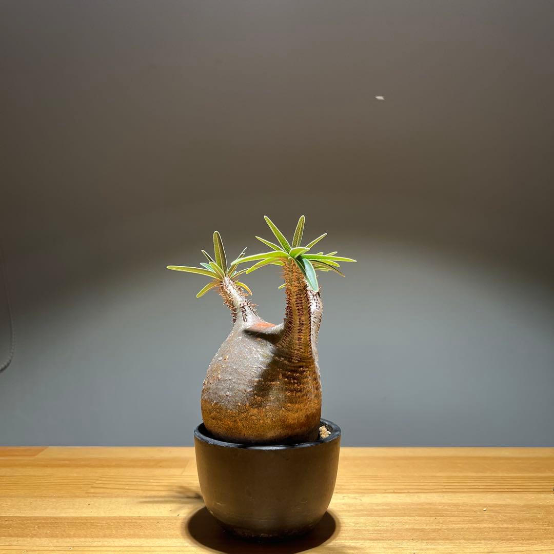 パキポディウムグラキリス 現地球 現品鉢ごと発送メルカリ便