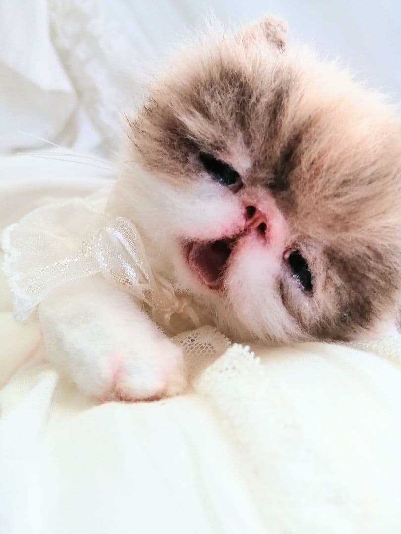 ママぁ～♡お世話セット♡エキゾチック子猫ちゃん♡アートドール♡ぬいぐるみ♡