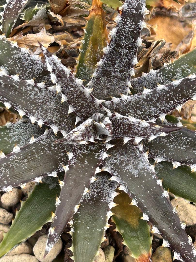 小型 DBディッキア Dyckia Bill Baker hybrid #214