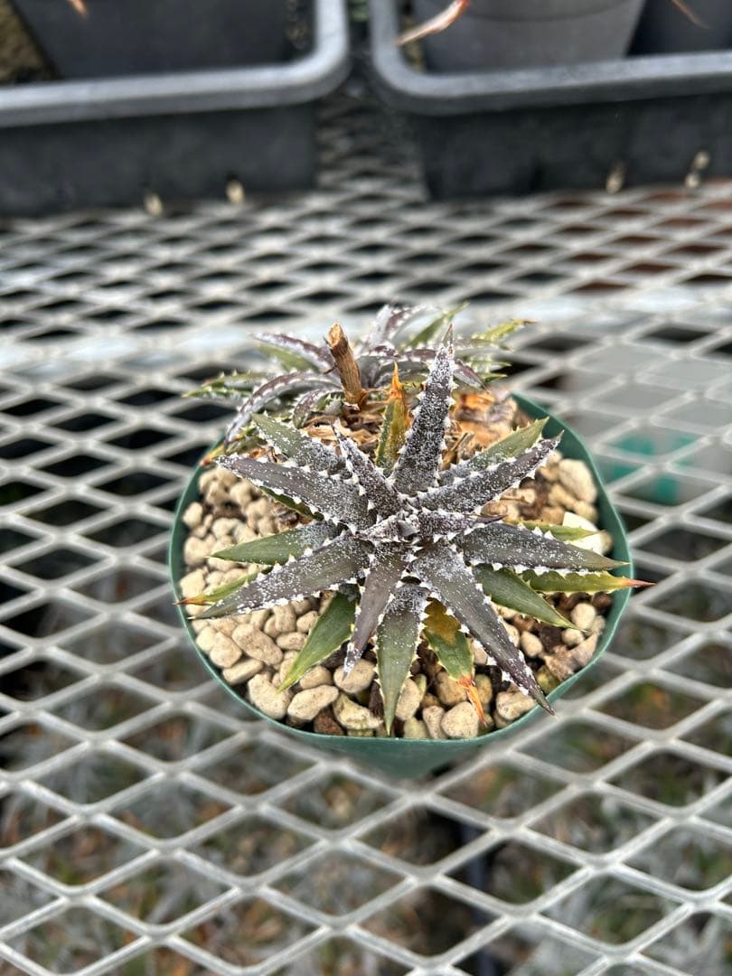 小型 DBディッキア Dyckia Bill Baker hybrid #214
