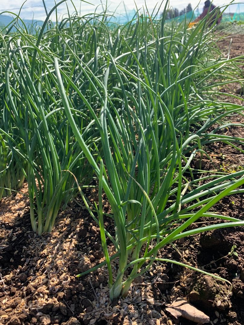 玉ねぎ 苗 ネオアース5000本! ￥40000円