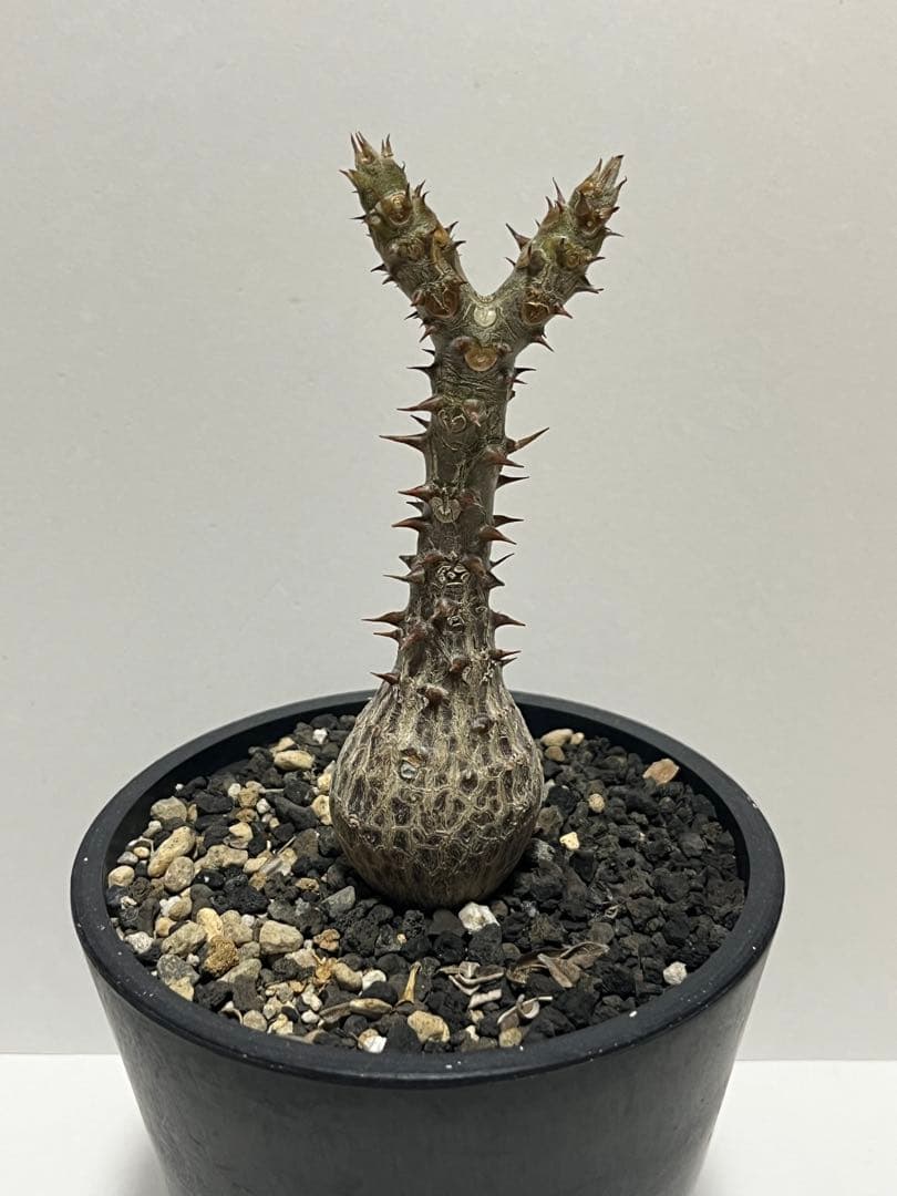 【コレクション株】パキポディウム　ウィンゾリー　国内実生株