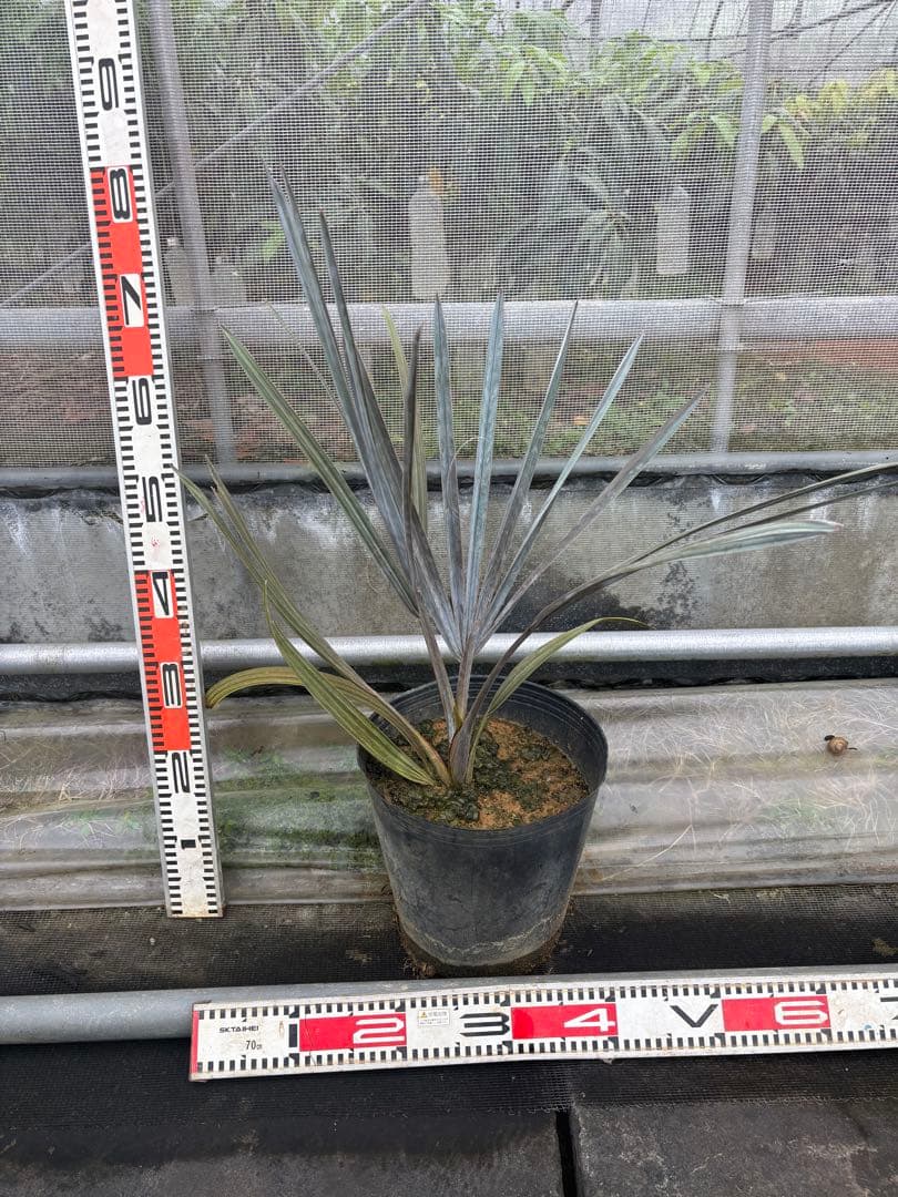 ビスマルキアノビリス　シルバー