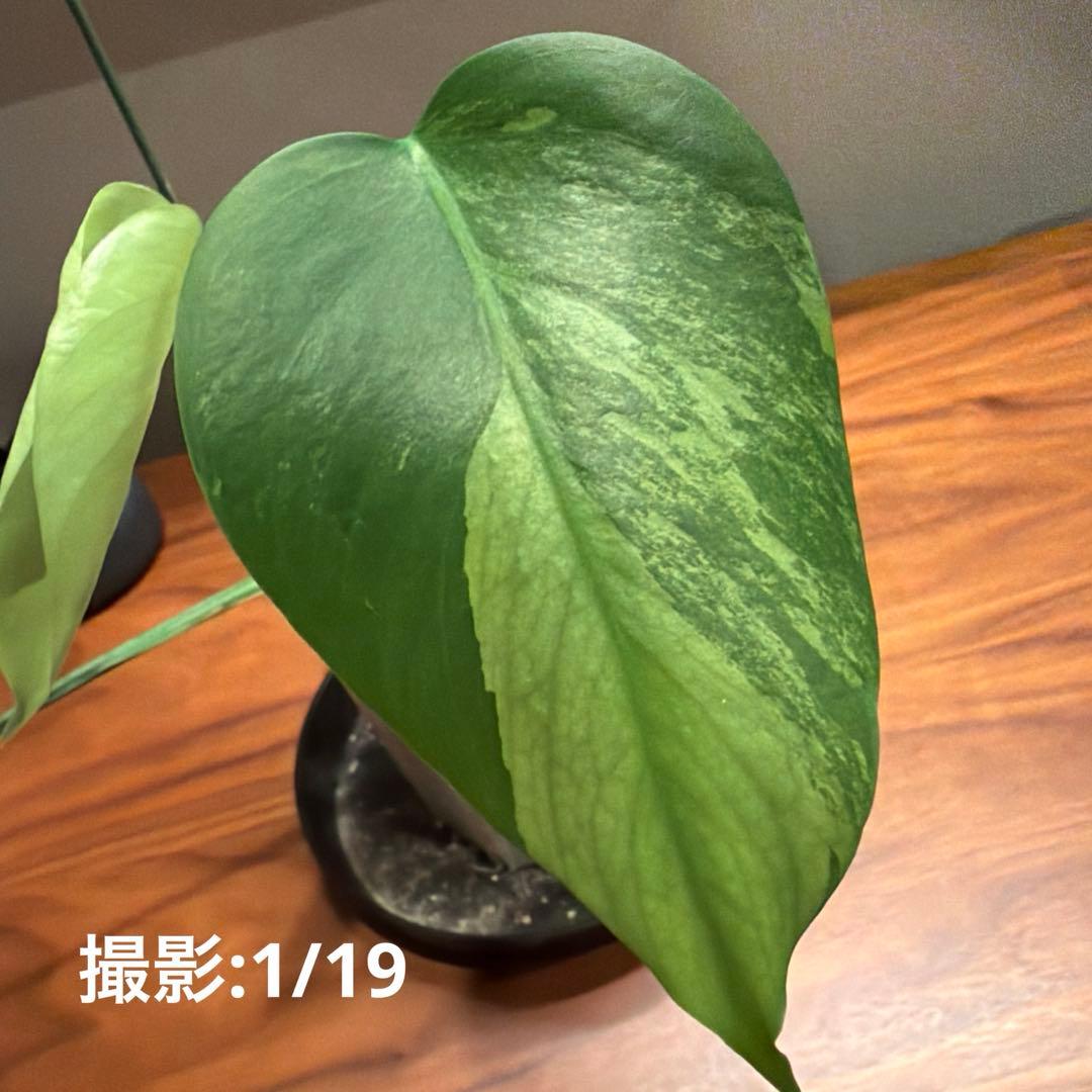 モンステラ・ポトス Monstera Borsigiana Cebublue mint 02