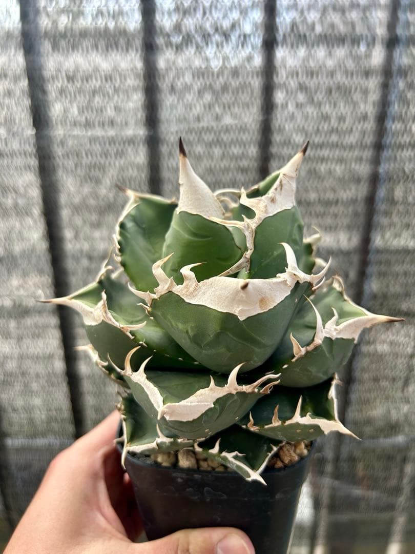 NY 【現物】アガベチタノタ SAD