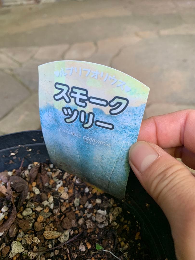 のこのこページ　スモークツリー　ルブリフォリウス