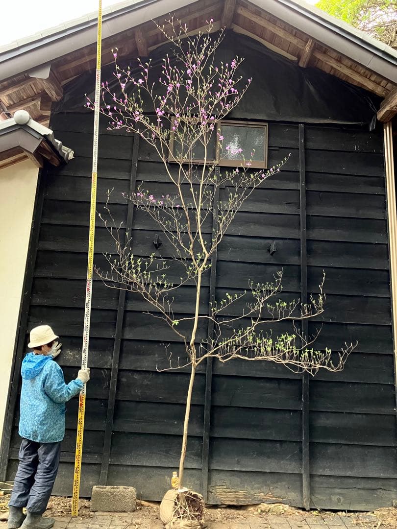 hide 9 山採り　ミツバツツジ