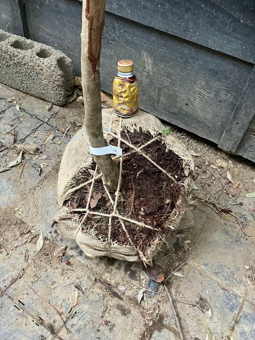 hide 9 山採り　ミツバツツジ