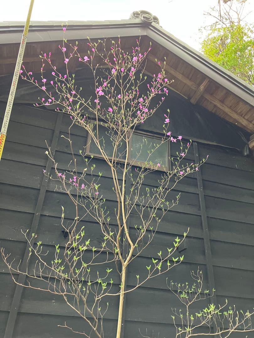 hide 9 山採り　ミツバツツジ