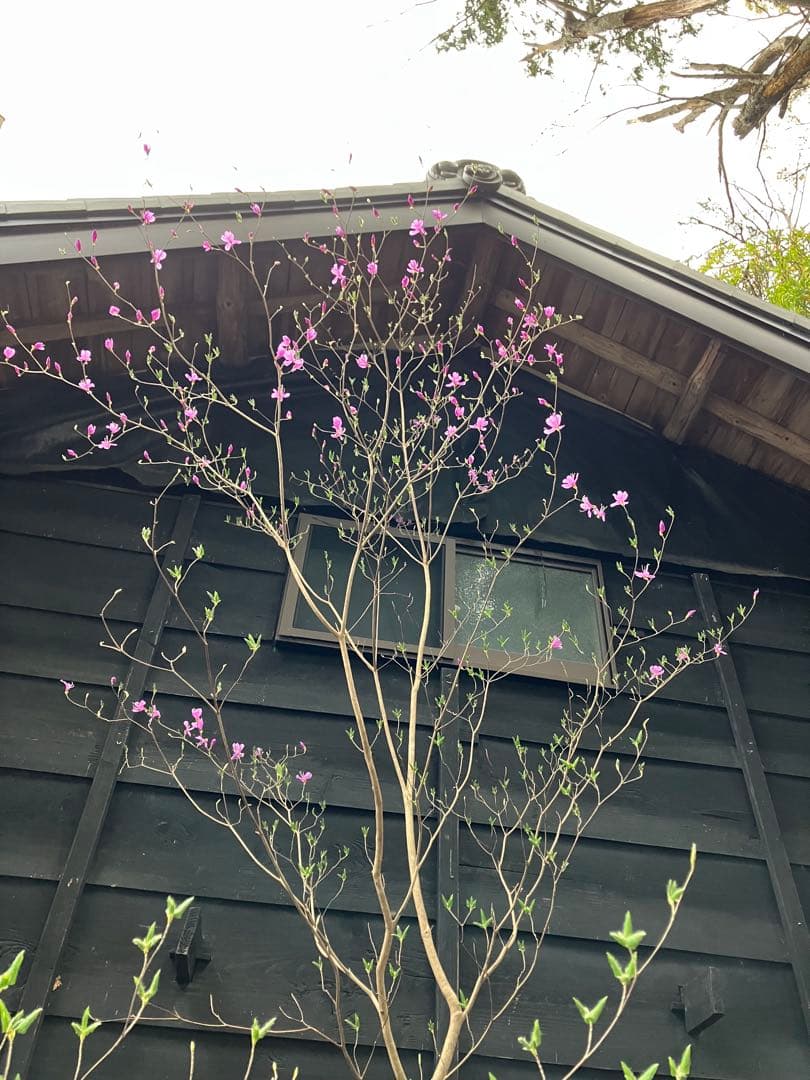 hide 9 山採り　ミツバツツジ