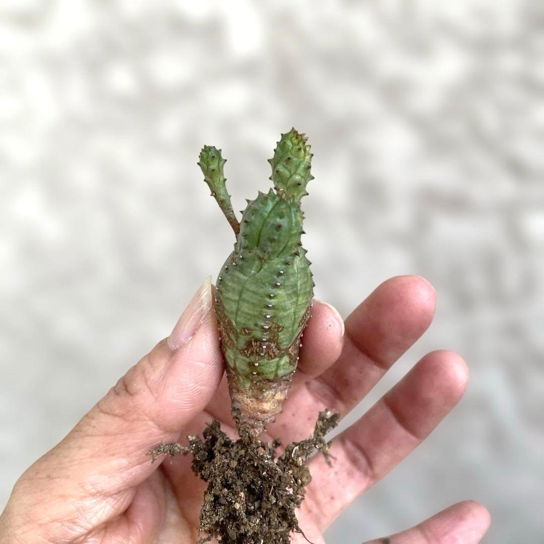 お問い合わせ中　画像更新9/25 オベサブロウ　抜き苗