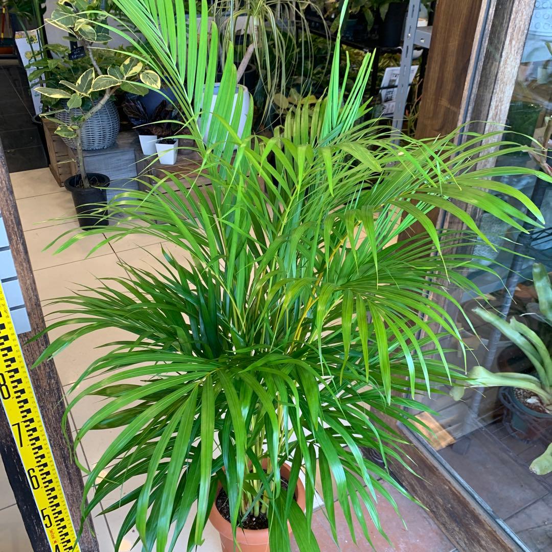 アレカヤシ 8号