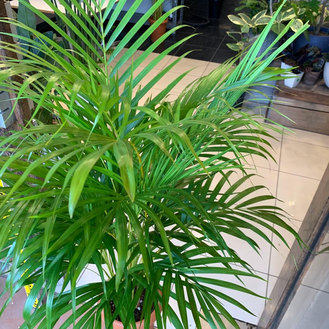 アレカヤシ 8号