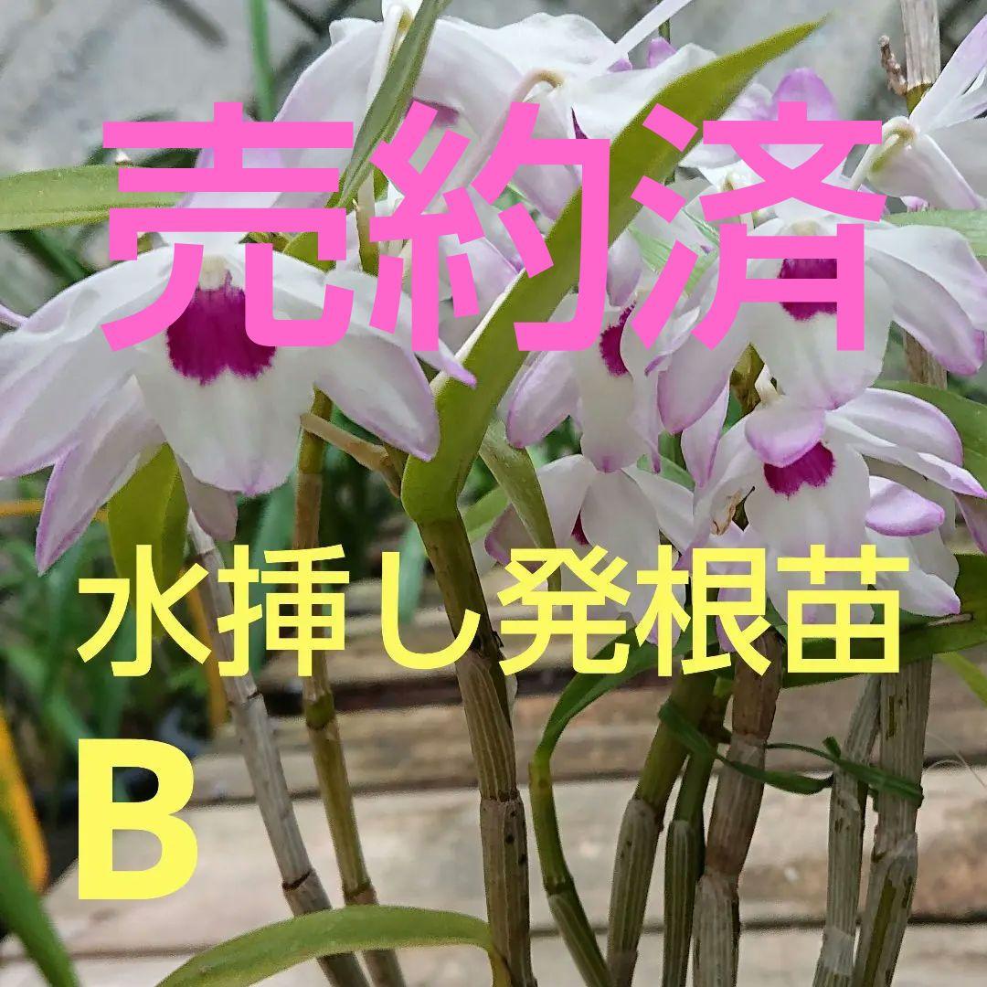 デンドロビウム B 水挿し発根苗 1本