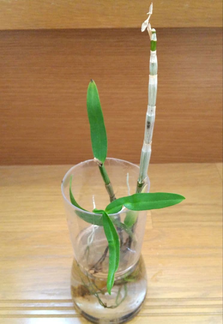 デンドロビウム B 水挿し発根苗 1本