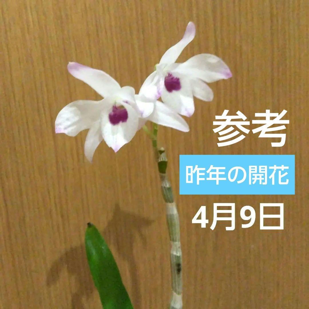 デンドロビウム B 水挿し発根苗 1本