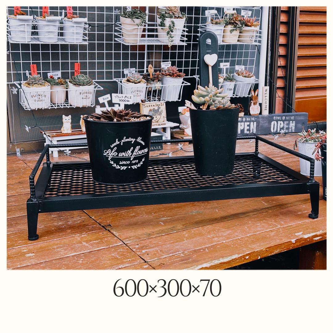 植物棚、アイアンラック、ボタニカルシェルフ、アガベ　アイアンシェルフ