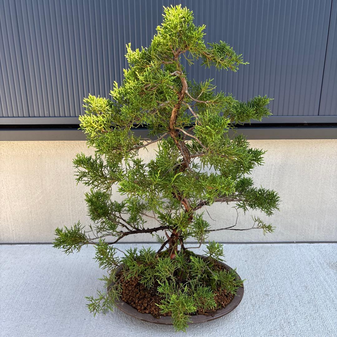 糸魚川真柏　真柏　盆栽