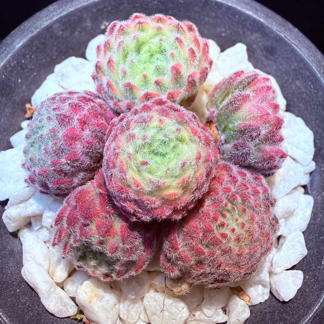 新入荷　レア新品種　センペルビウム錦　(6つ)セット　多肉植物