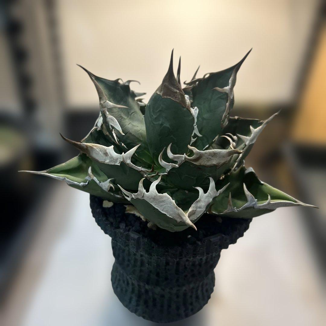 アガベ 緑色 尖った葉 SAD