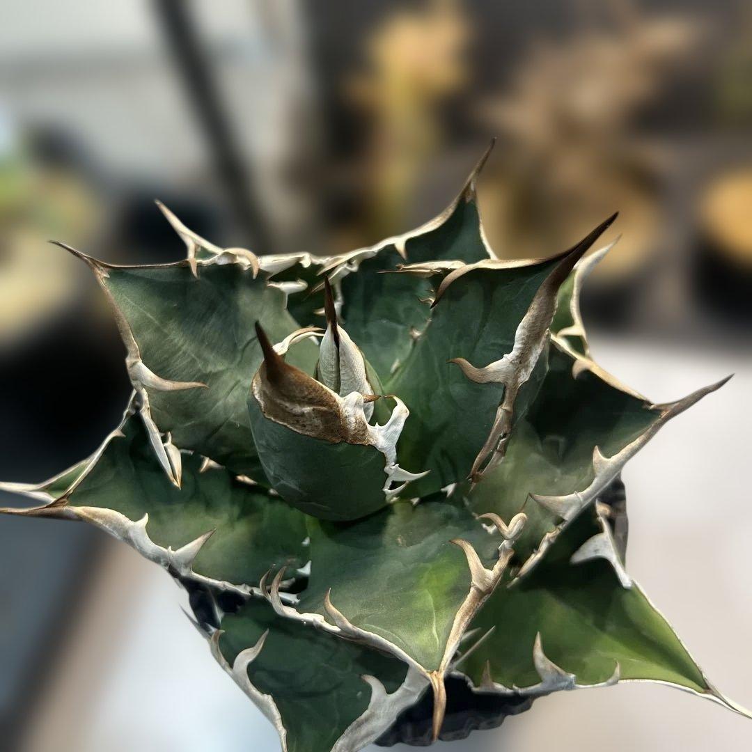 アガベ 緑色 尖った葉 SAD