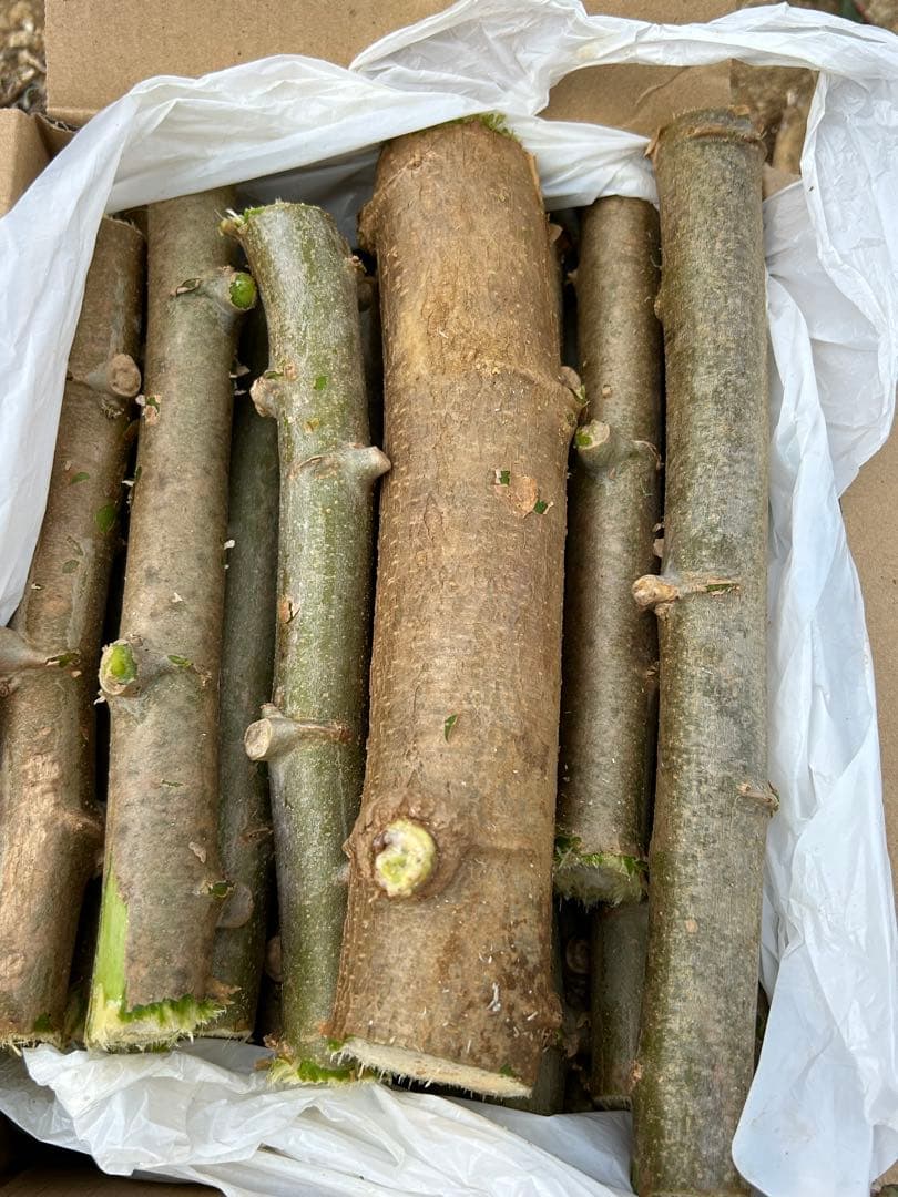 官能的な旨味と甘味。高級種◆キャッサバ・ゴールドSS◆挿し木枝。60サイズ箱満杯