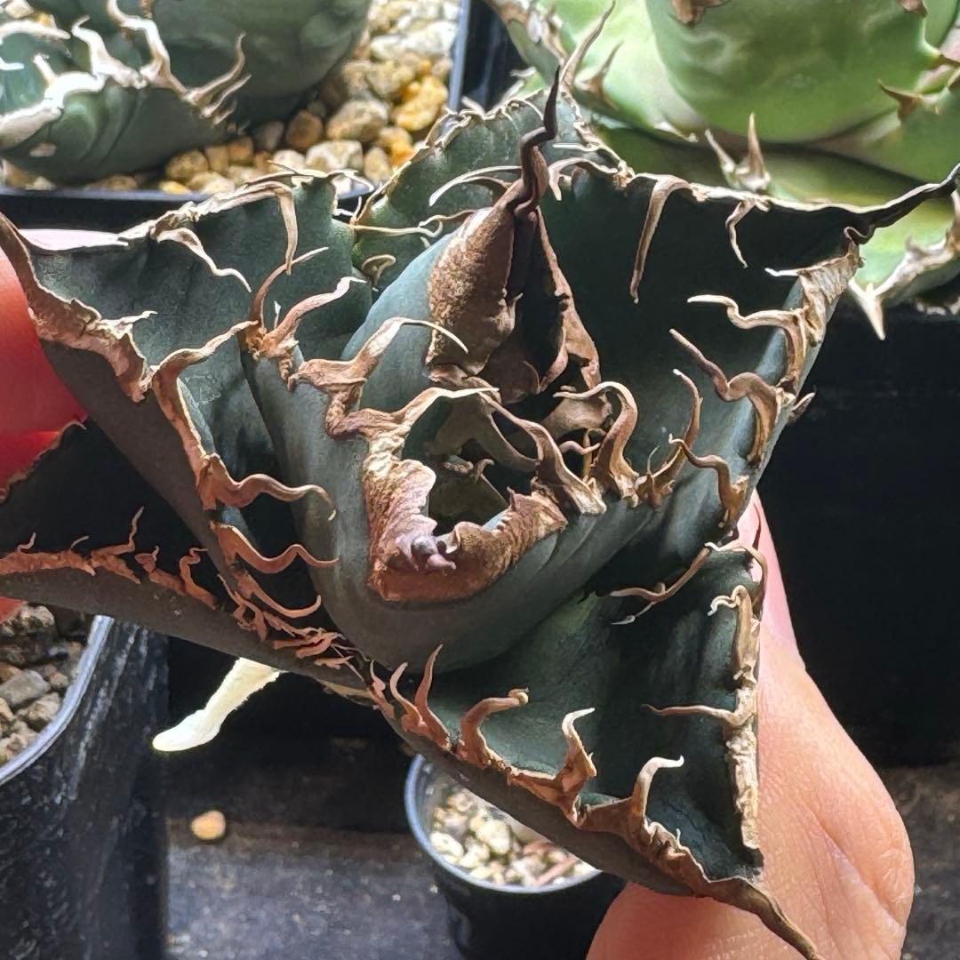 【発根済】アガベ スーパーチタノタ 悪魔くん カクタスグリーン