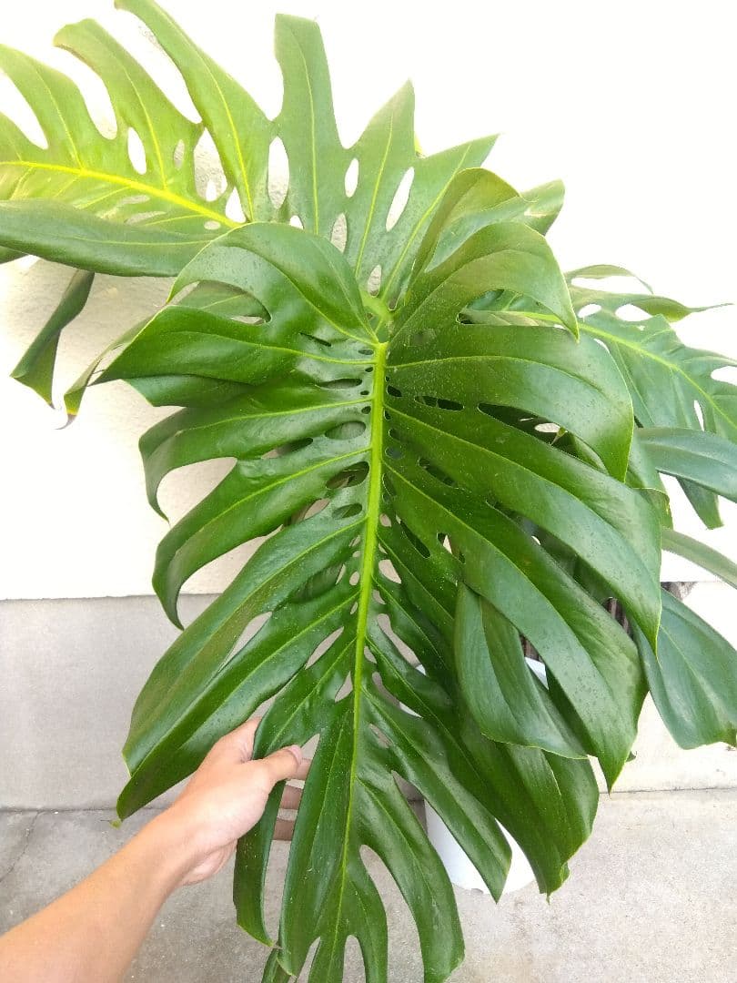 モンステラ　デリシオーサ　8号鉢つき　深穴開き❗2株植え❗大型葉❗　②
