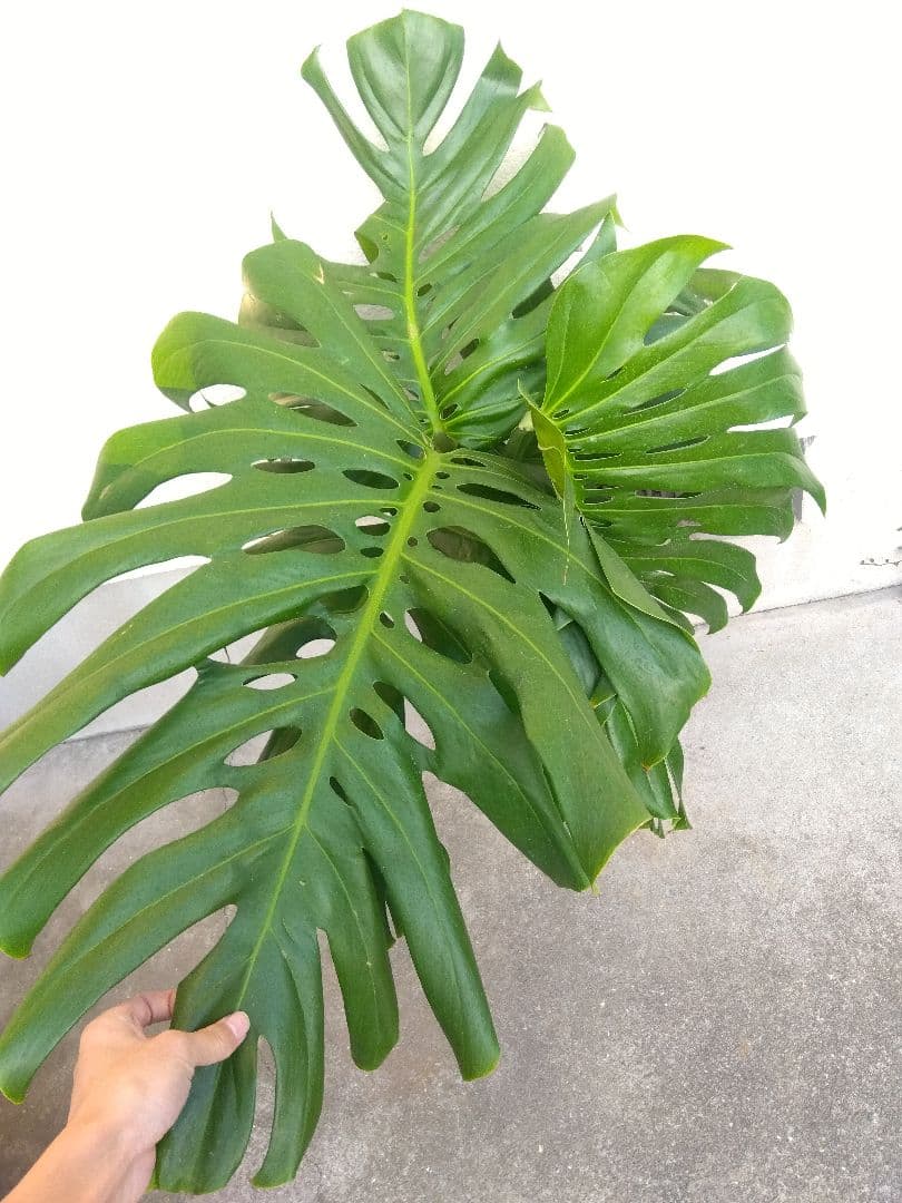 モンステラ　デリシオーサ　8号鉢つき　深穴開き❗2株植え❗大型葉❗　②