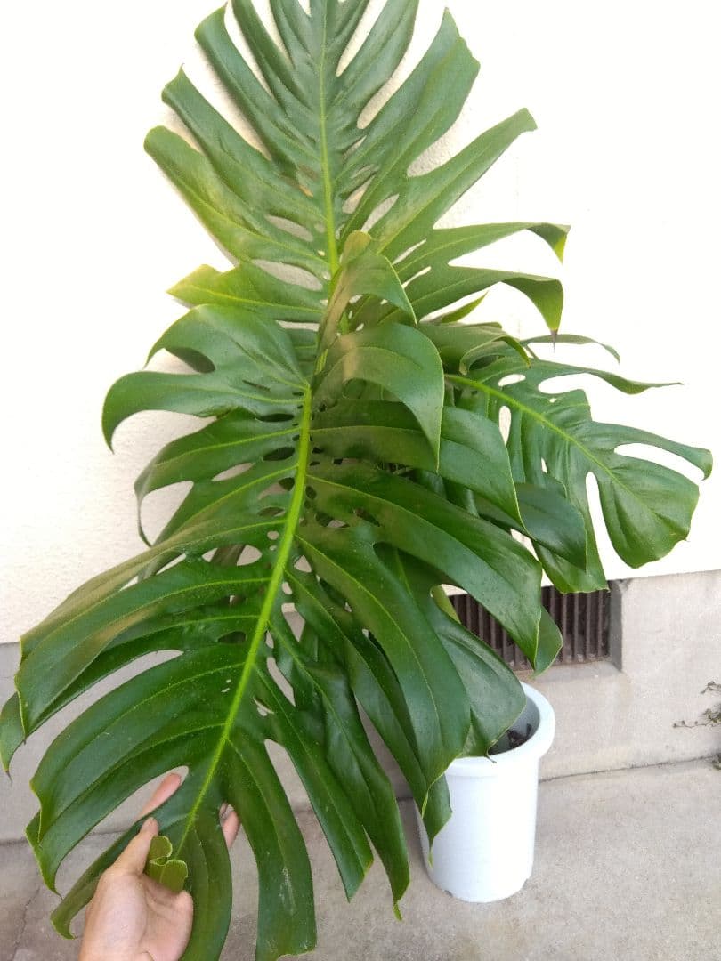 モンステラ　デリシオーサ　8号鉢つき　深穴開き❗2株植え❗大型葉❗　②