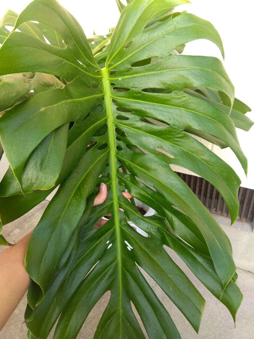 モンステラ　デリシオーサ　8号鉢つき　深穴開き❗2株植え❗大型葉❗　②