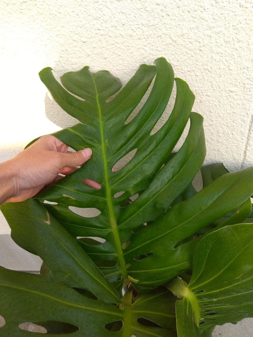 モンステラ　デリシオーサ　8号鉢つき　深穴開き❗2株植え❗大型葉❗　②