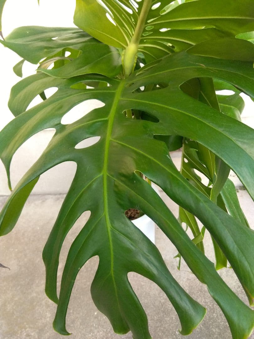 モンステラ　デリシオーサ　8号鉢つき　深穴開き❗2株植え❗大型葉❗　②