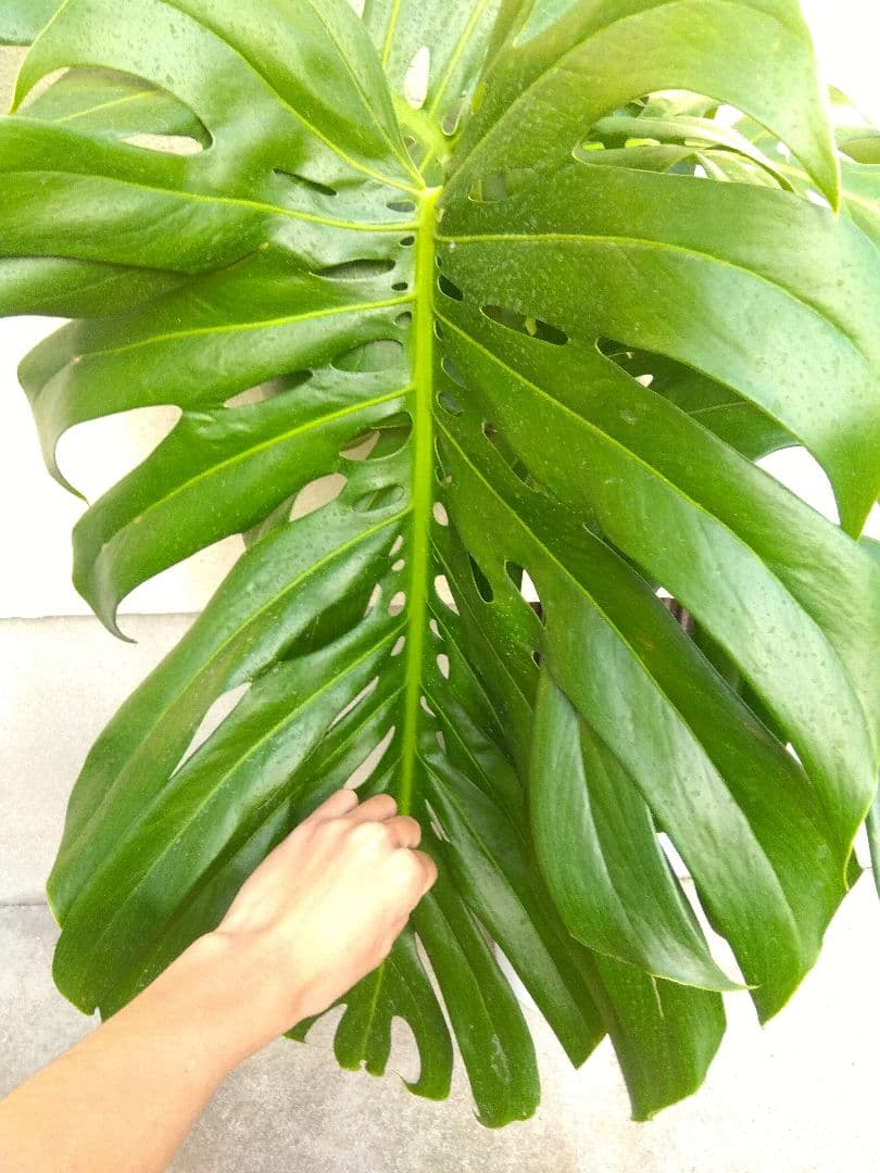 モンステラ　デリシオーサ　8号鉢つき　深穴開き❗2株植え❗大型葉❗　②