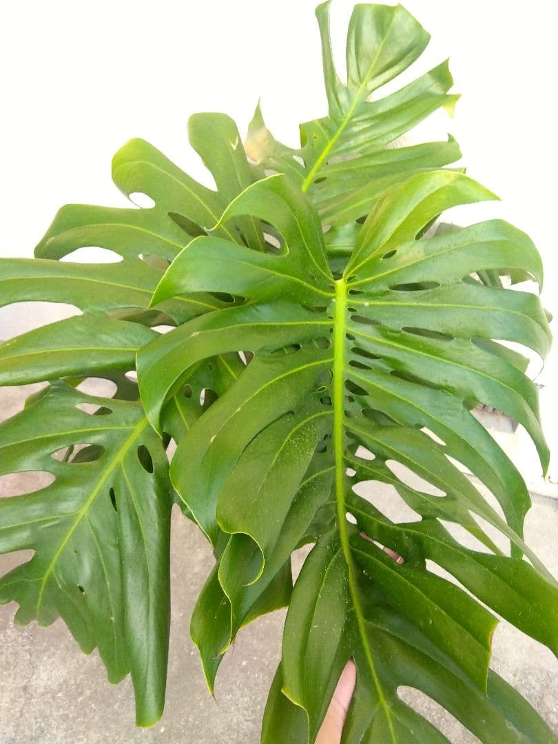 モンステラ　デリシオーサ　8号鉢つき　深穴開き❗2株植え❗大型葉❗　②