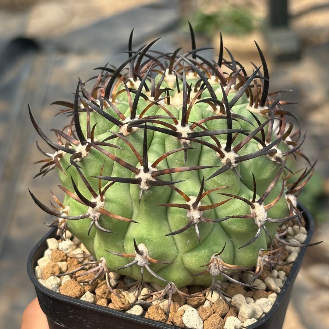 エリオシケ　極光丸