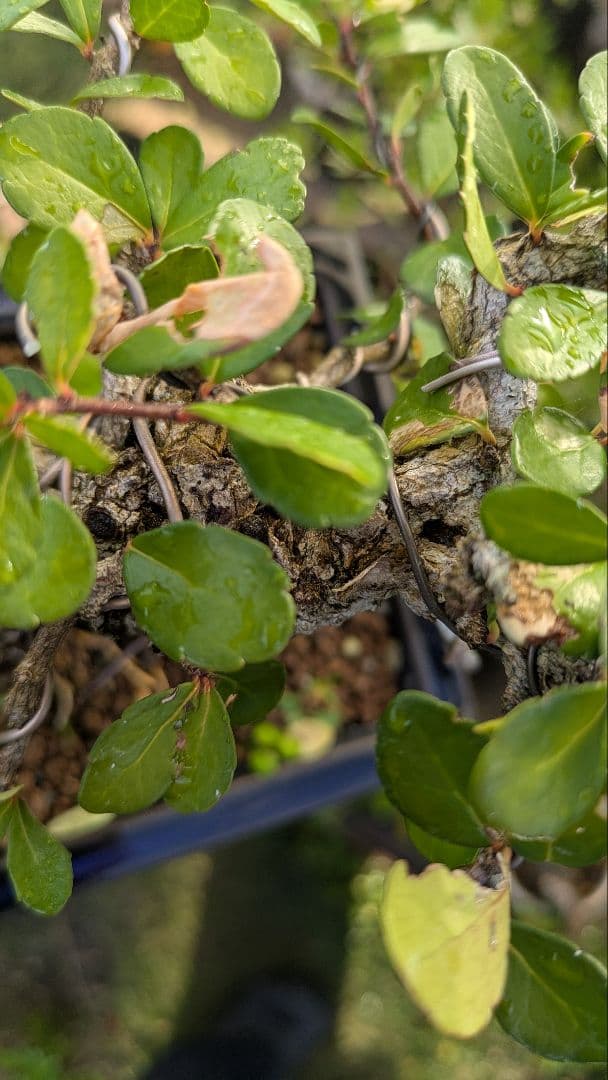 ハリツルマサキ（マッコウ）小品盆栽　荒れ肌