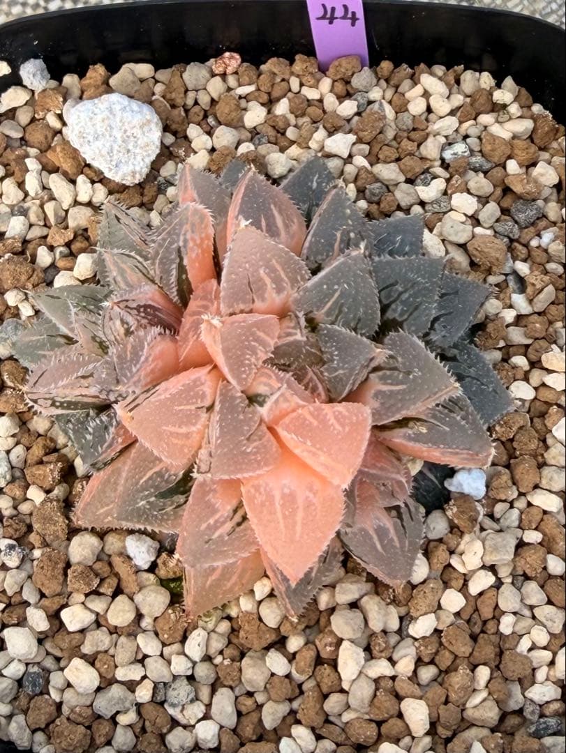 ハオルチア　新氷砂糖錦　極上斑