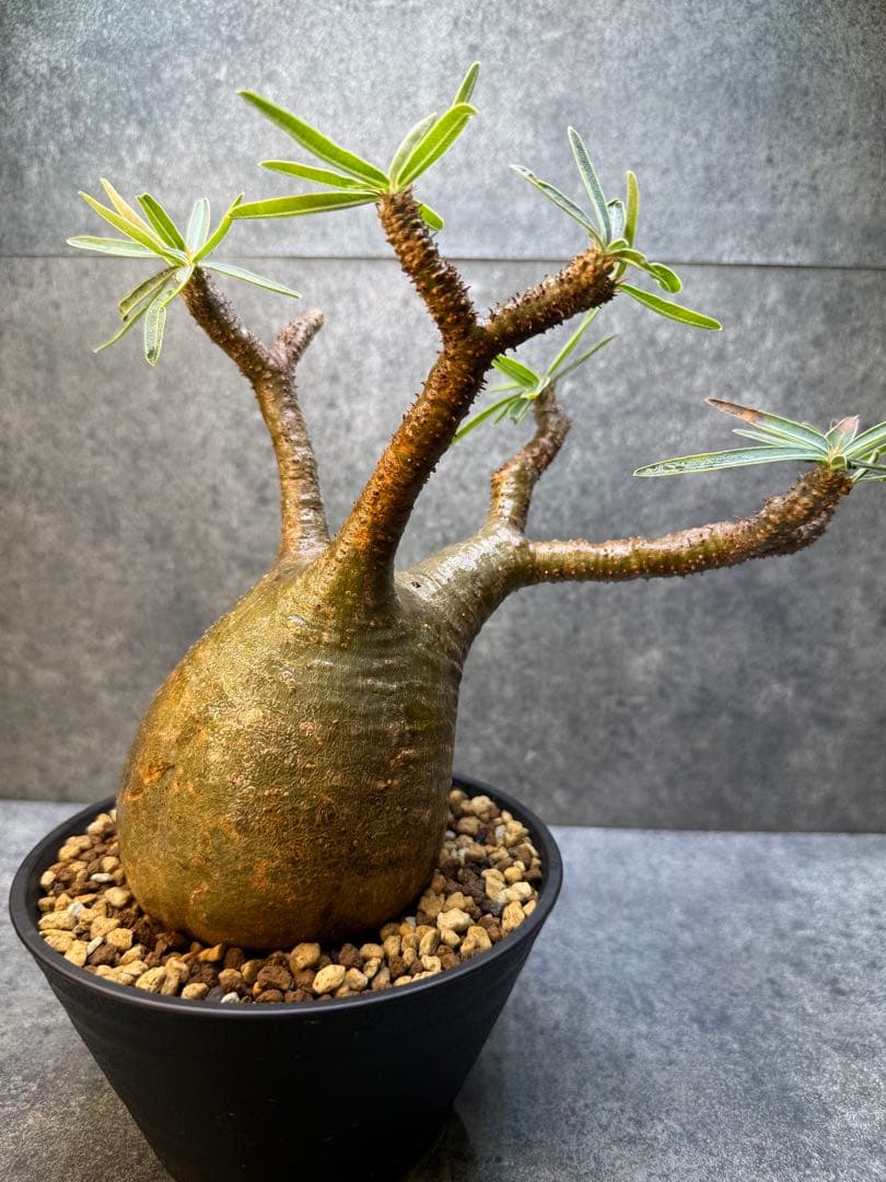 パキポディウム　グラキリス　現地球　発根済み　現21