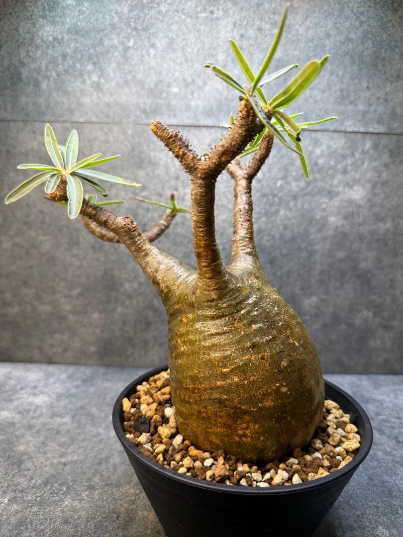 パキポディウム　グラキリス　現地球　発根済み　現21