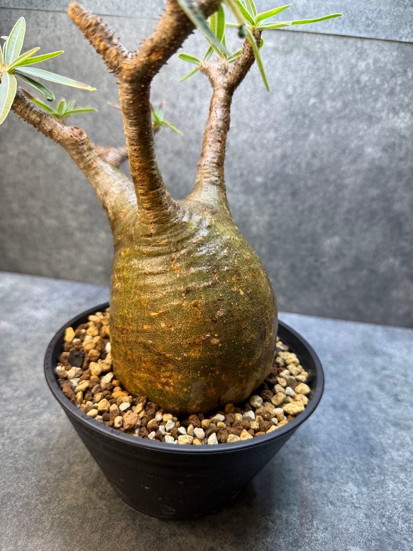 パキポディウム　グラキリス　現地球　発根済み　現21