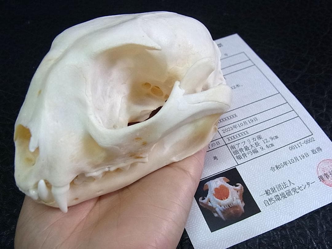 貴重！美！カラカル　頭骨 ※登録票付