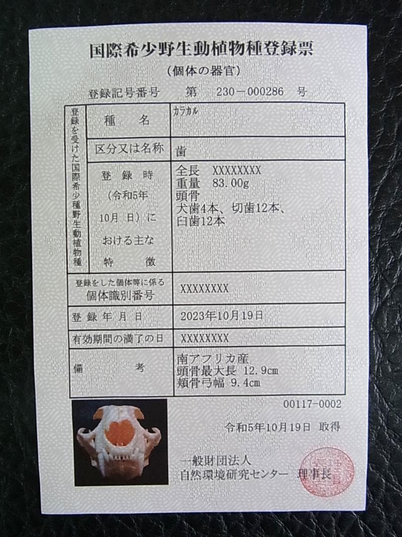 貴重！美！カラカル　頭骨 ※登録票付