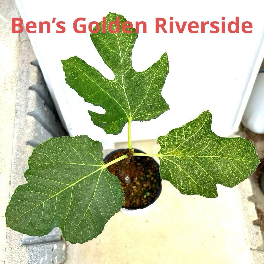 イチジクの良苗。Ben’s Golden side