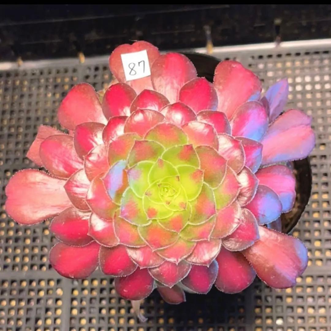 87#多肉植物❤️アエオニウム錦❤️ ドウガン❤️1大頭6小頭+6子芽12cm拨き苗