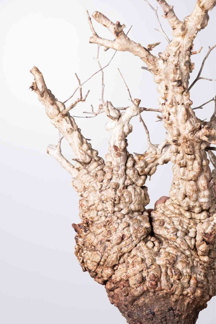 KP113 オペルクリカリア パキプス コーデックス ベアルート株　枝カット済み