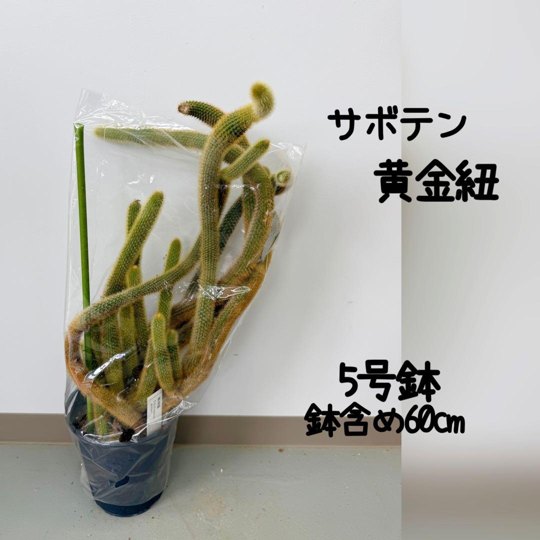サボテン　黄金紐　5号鉢　ヒモサボテン　金紐
