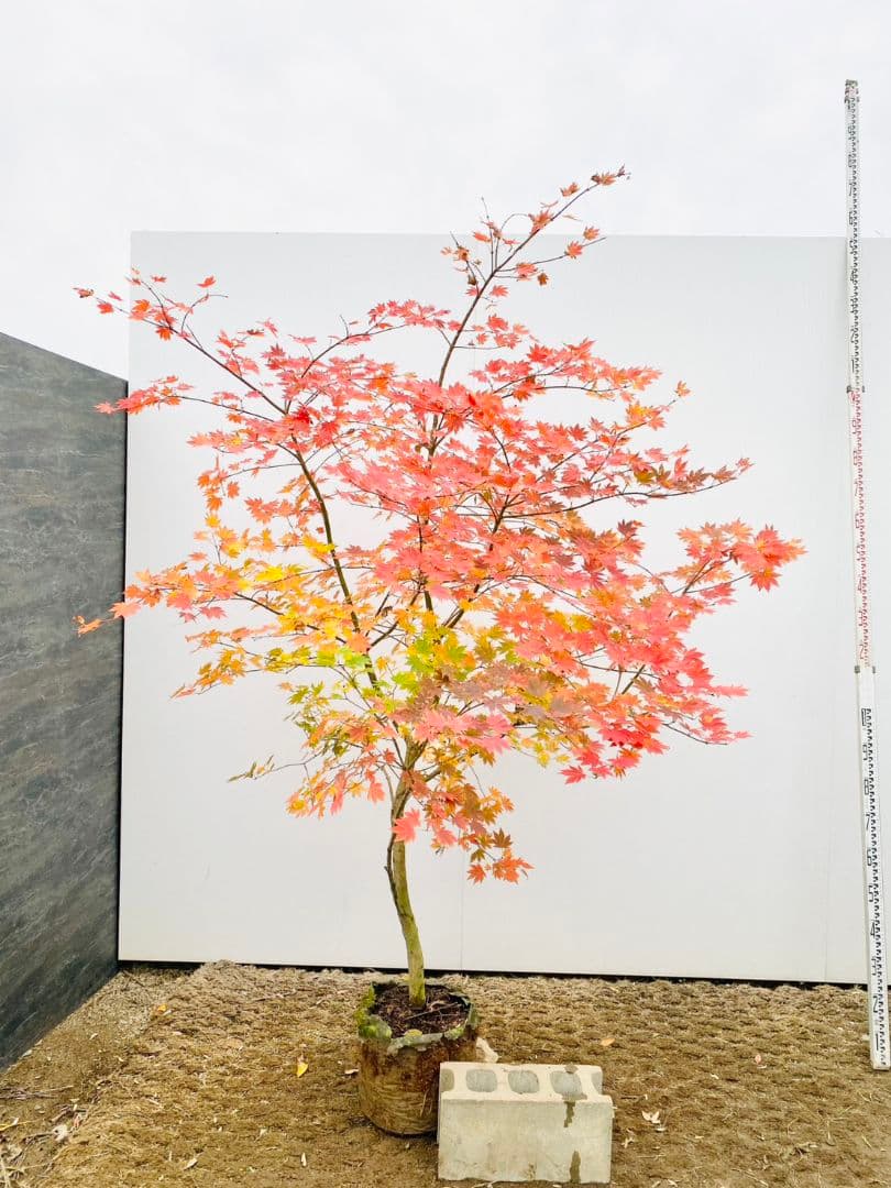 Rikaさん専用　コハウチワカエデ　/875